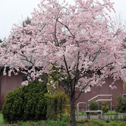 Čerešňa okrasná (Prunus serrulata) ´ACCOLADE´ - 200-250 cm, obvod kmeňa 10/12 cm, kont. C35L